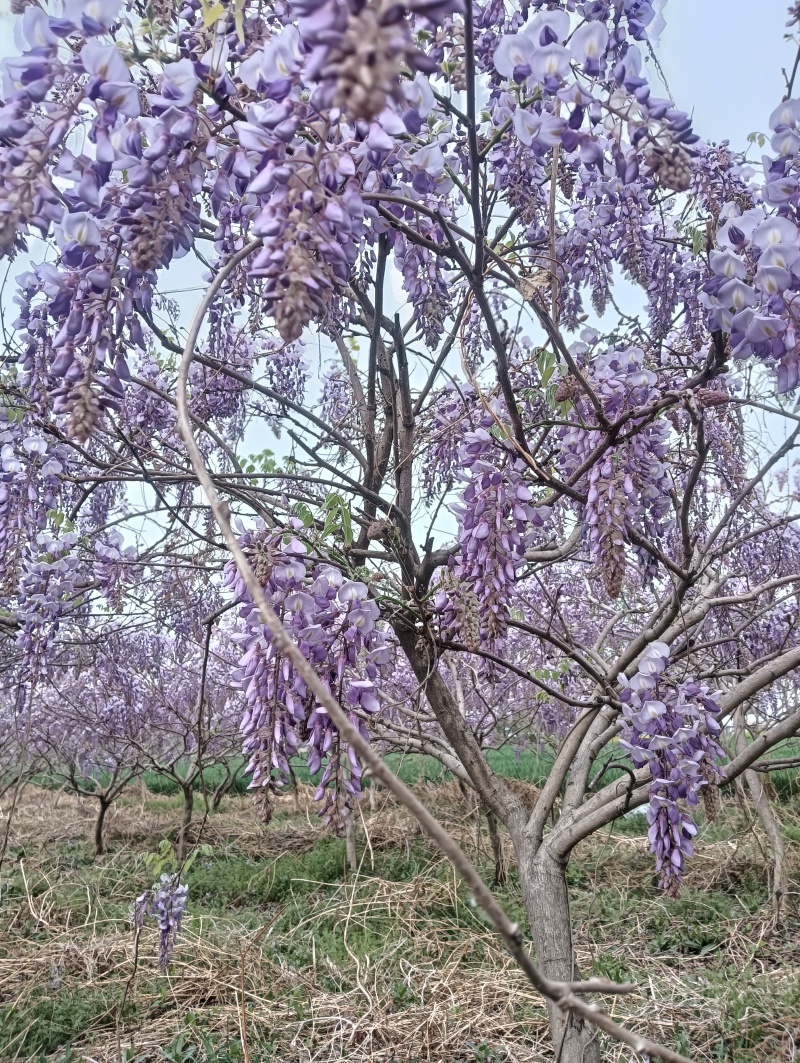 紫藤树，紫藤花