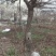 紫藤树，紫藤花