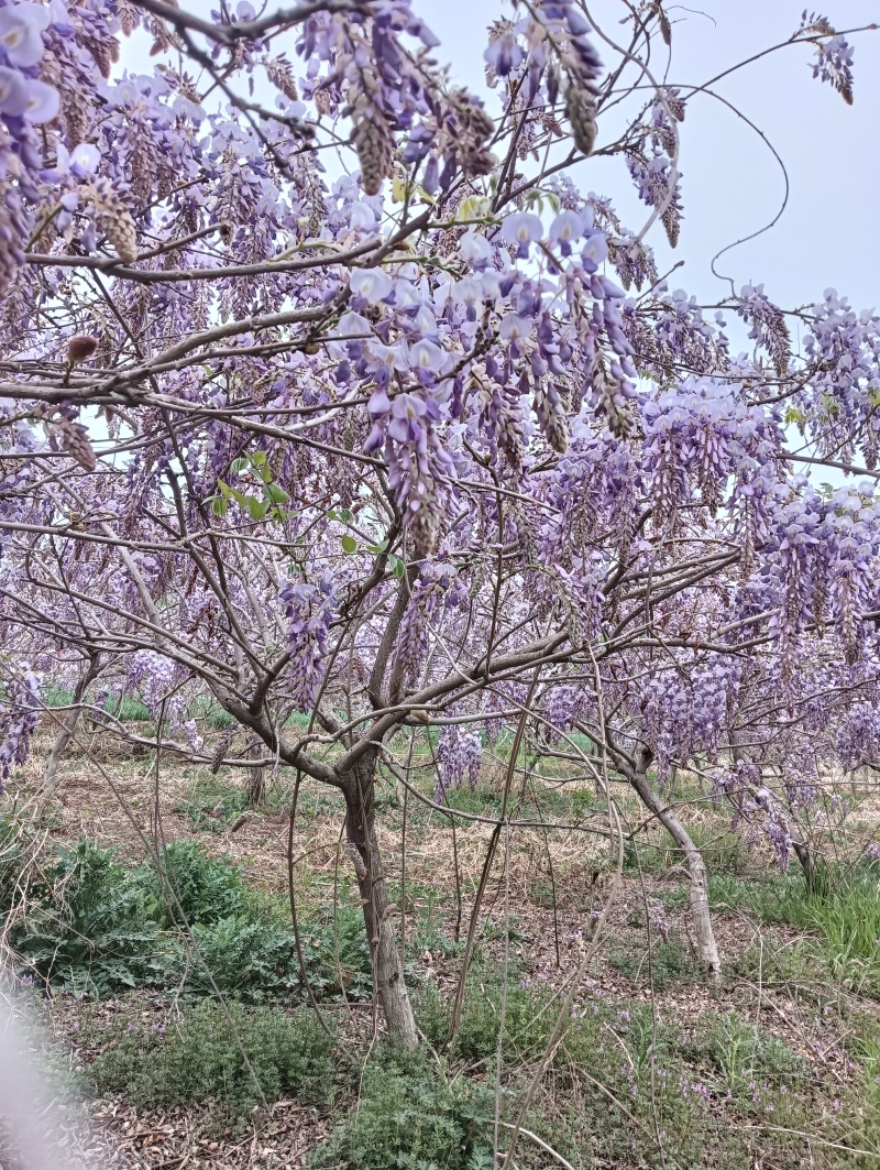 紫藤树，紫藤花