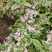 花叶锦带【繁花开花密集花为粉色叶片花色】