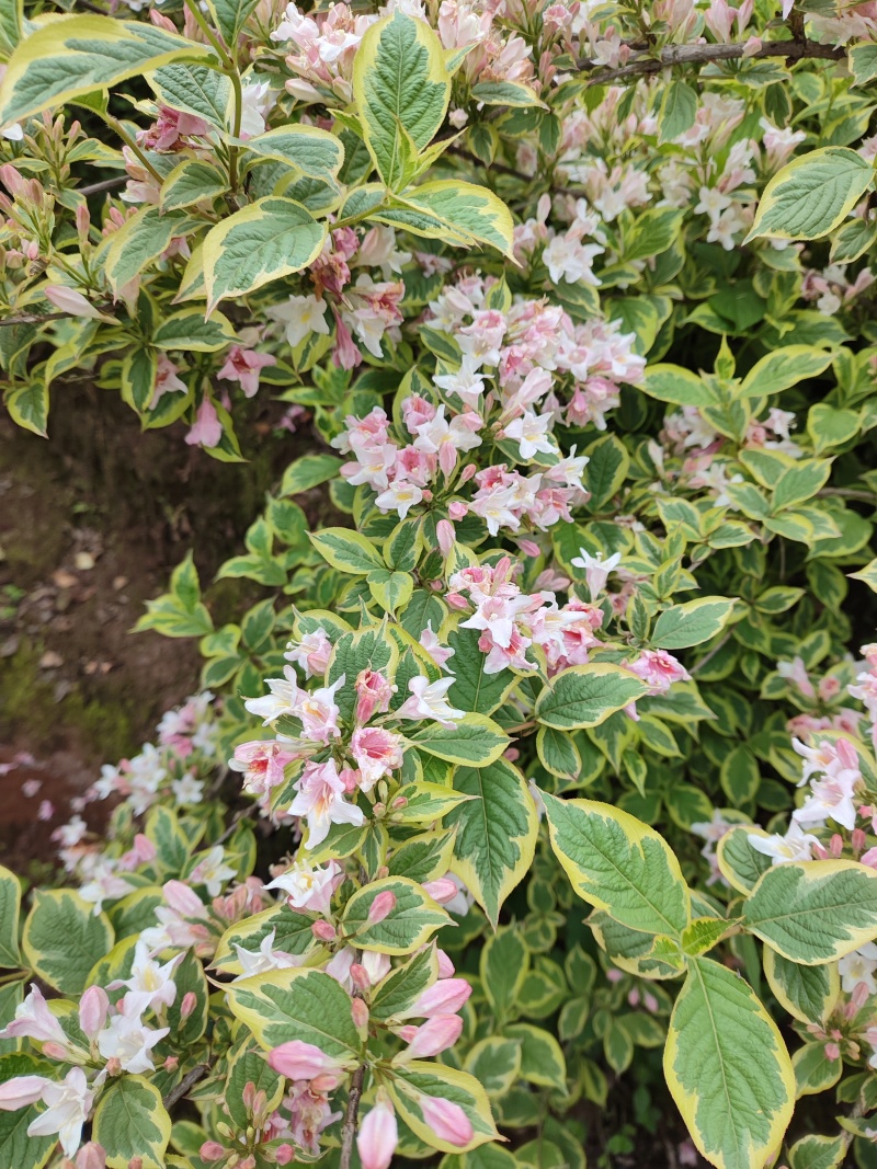 花叶锦带【繁花开花密集花为粉色叶片花色】