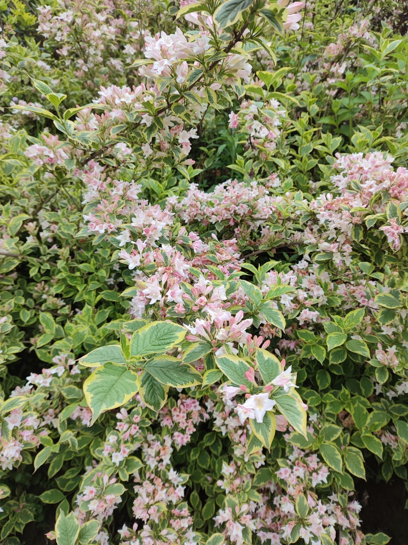 花叶锦带【繁花开花密集花为粉色叶片花色】