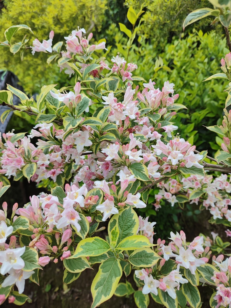 花叶锦带【繁花开花密集花为粉色叶片花色】