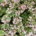 花叶锦带【繁花开花密集花为粉色叶片花色】