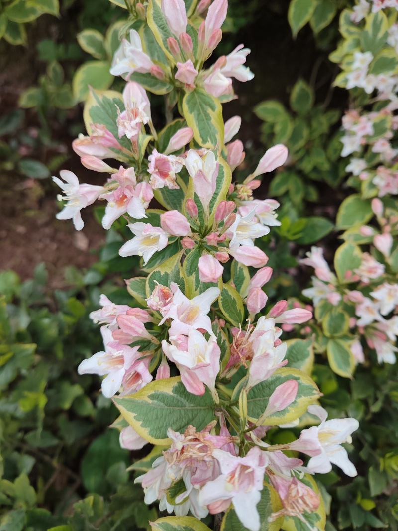 花叶锦带【繁花开花密集花为粉色叶片花色】