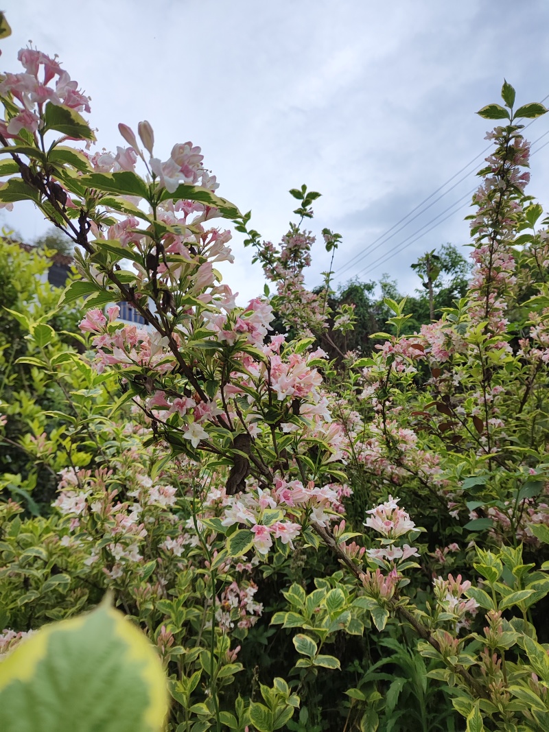花叶锦带【繁花开花密集花为粉色叶片花色】