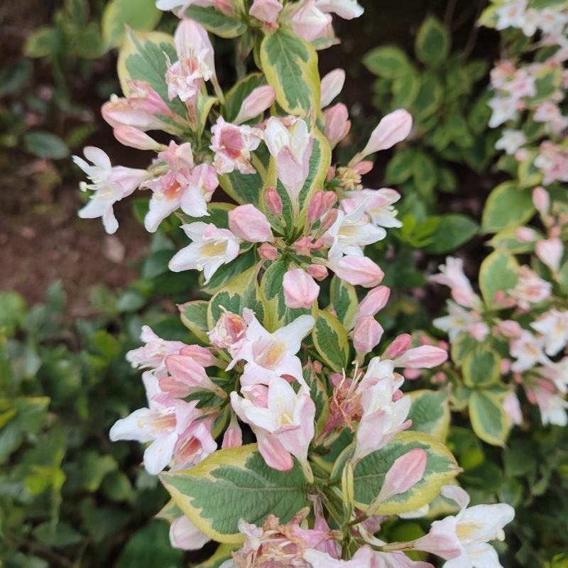 花叶锦带【繁花开花密集花为粉色叶片花色】