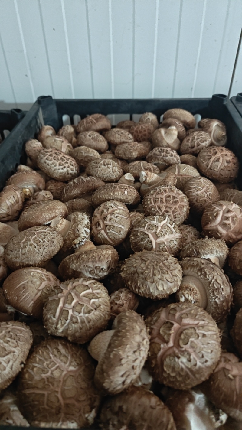 鲜香菇，夏菇白面花菇，大产区稳定供货，诚邀与您携手合作！