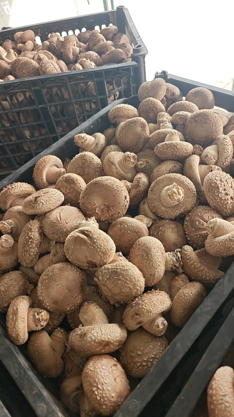 鲜香菇，夏菇白面花菇，大产区稳定供货，诚邀与您携手合作！