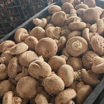 鲜香菇，夏菇白面花菇，大产区稳定供货，诚邀与您携手合作！