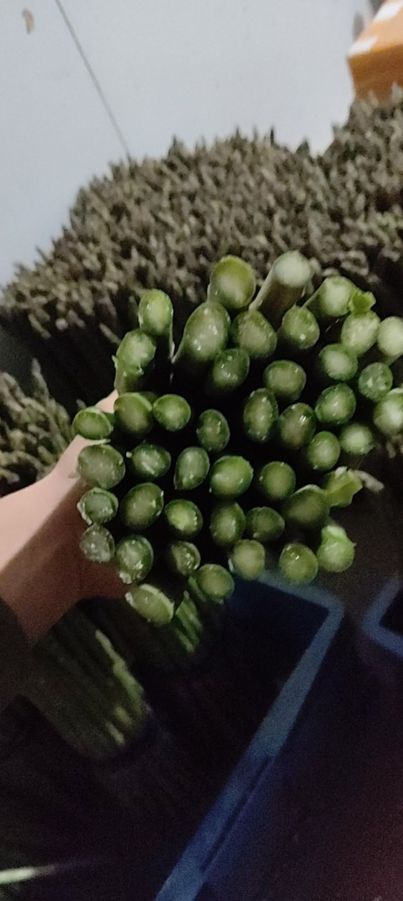 崇明绿芦笋