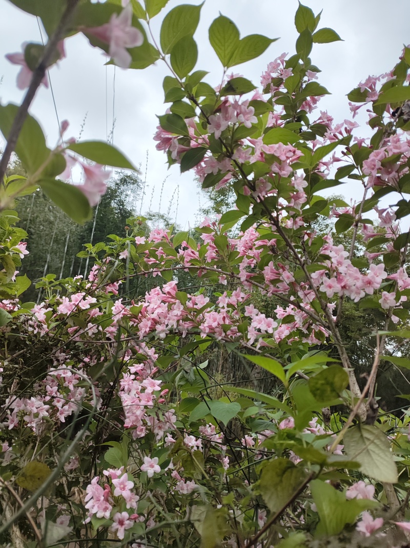 花叶锦带【繁花开花密集花为粉色叶片花色】