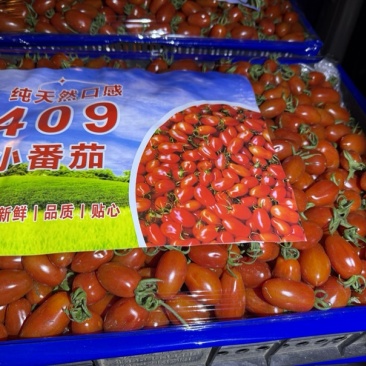 清甜，千禧,小黄，唐伯虎,409