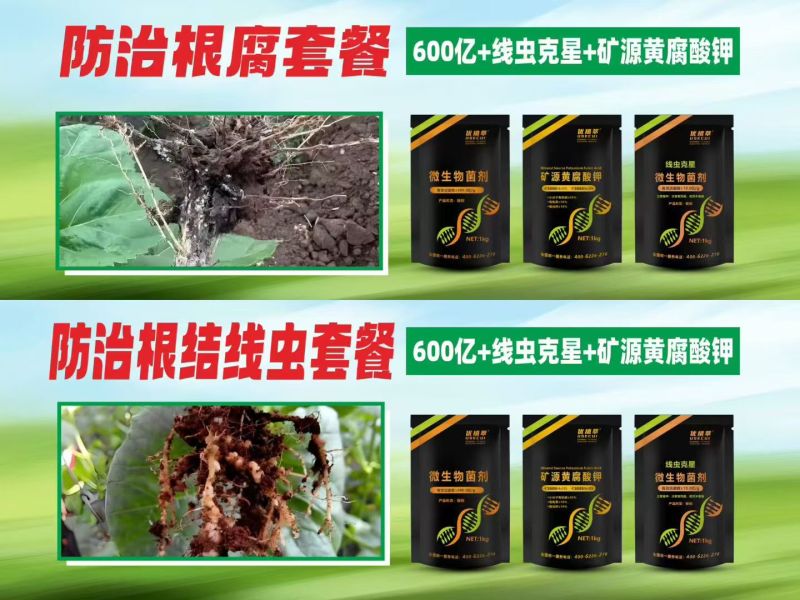 根腐线虫套餐