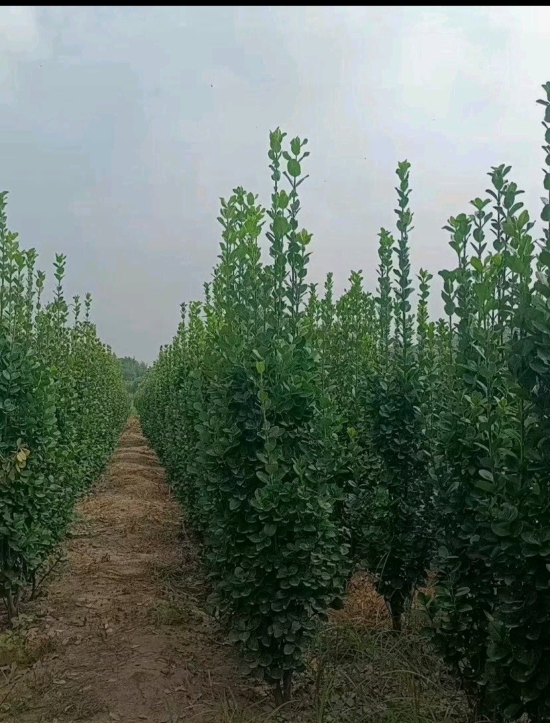 北海道黄杨绿篱围墙