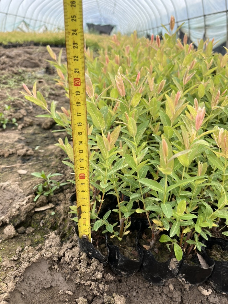 彩叶杞柳小杯苗基地直销