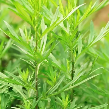 野生艾草小叶艾草清明团