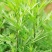 野生艾草小叶艾草清明团