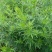 野生艾草小叶艾草清明团