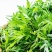 野生艾草小叶艾草清明团