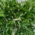 野生艾草小叶艾草清明团