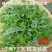 野生艾草小叶艾草清明团