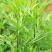 野生艾草小叶艾草清明团