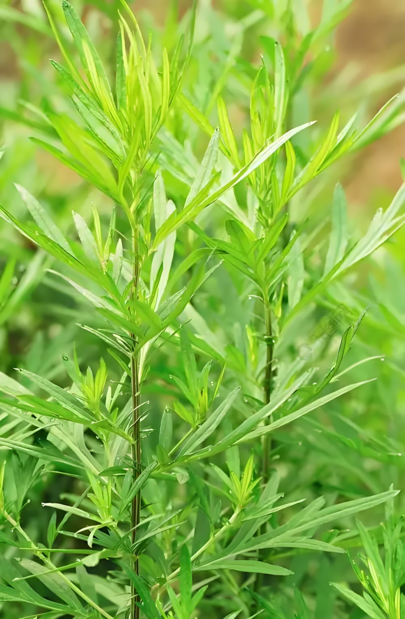 野生艾草小叶艾草清明团