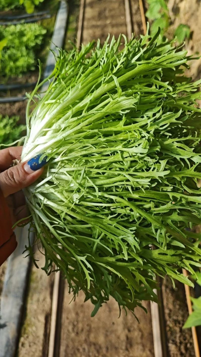 精品苦菊，产地直发，需要的一亩田下单