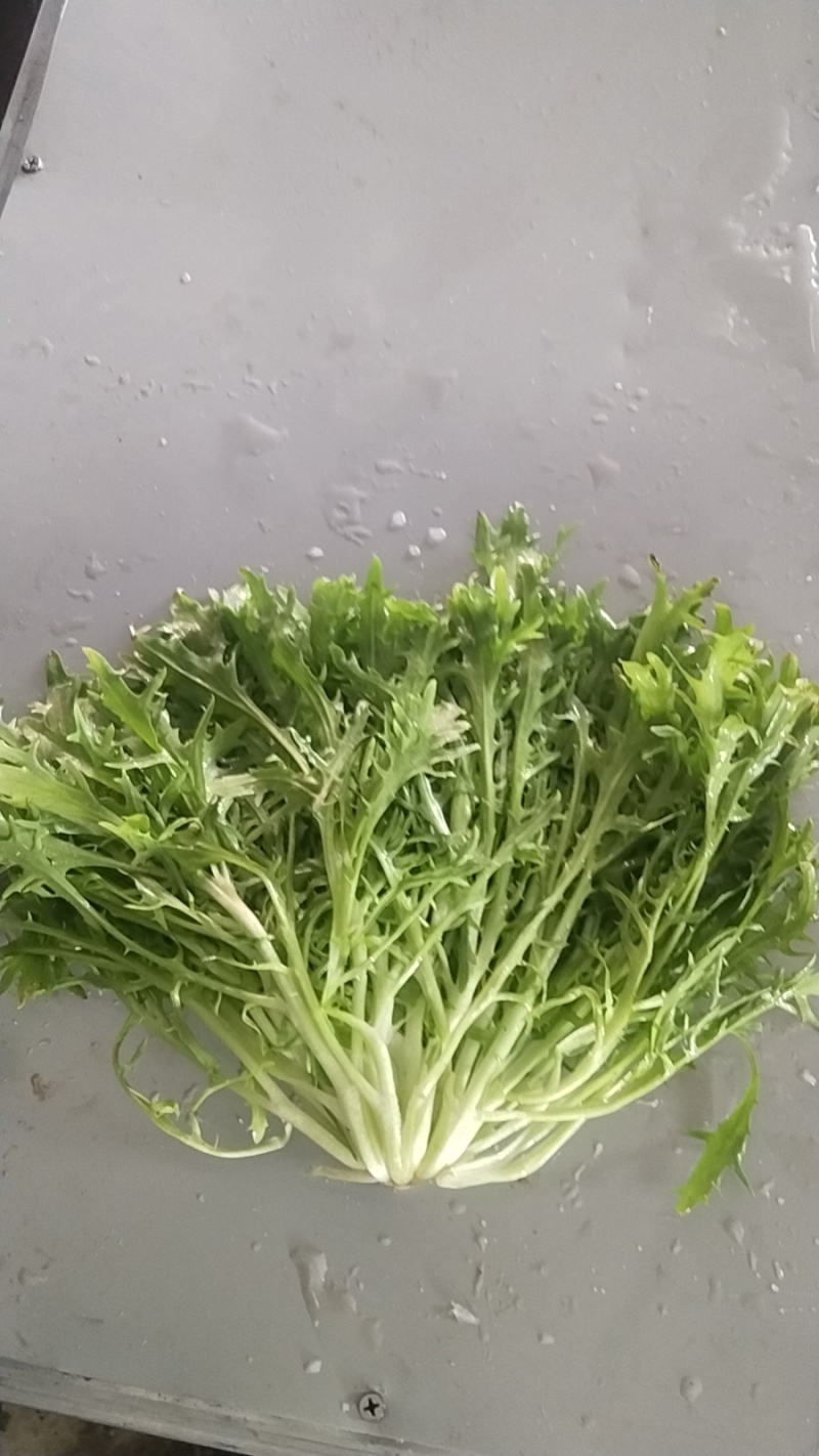 精品苦菊，产地直发，需要的一亩田下单