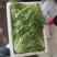 精品苦菊，产地直发，需要的一亩田下单