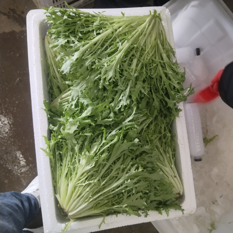 精品苦菊，产地直发，需要的一亩田下单