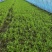 新地新棚头茬空心菜批发预售