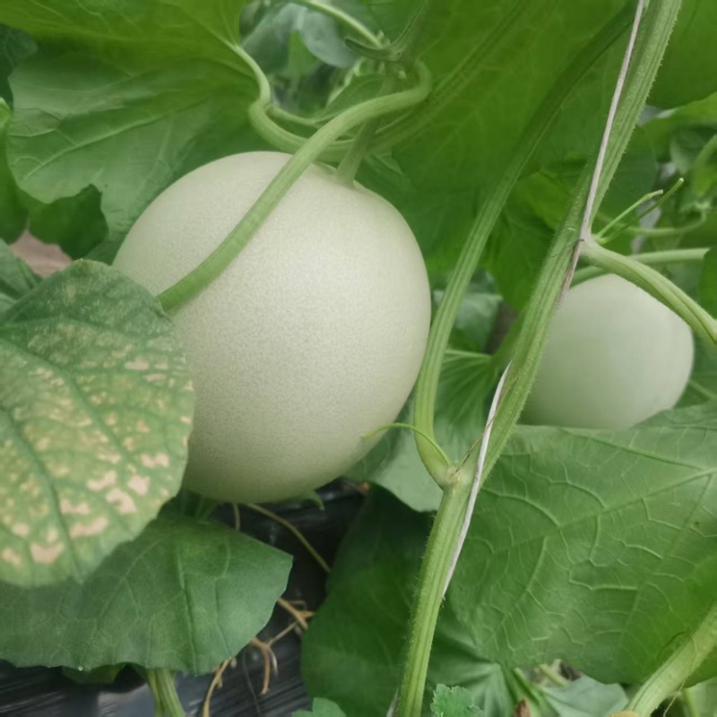 网红冰淇淋甜瓜玉菇。已大量上市天到你的心尖尖