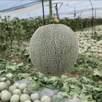 【推荐】莘县原产地精品网纹鲁厚甜诚信经营实力代办