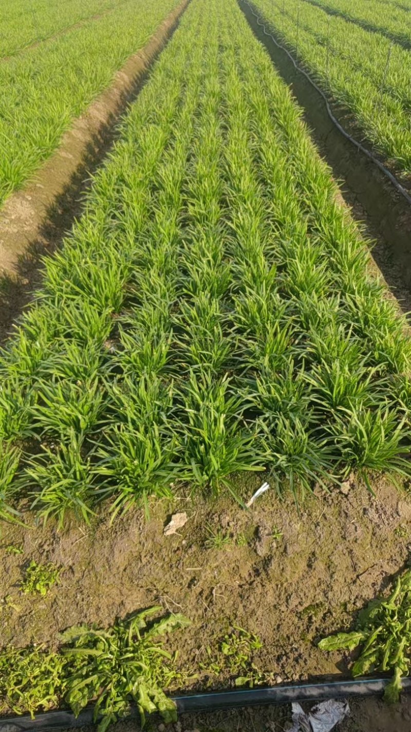 南通二年常规韭菜头刀50亩价格可议欢迎各位老板
