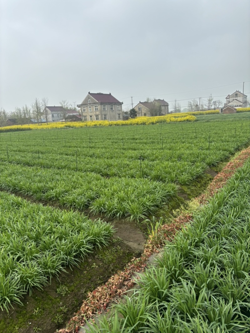 南通二年常规韭菜头刀50亩价格可议欢迎各位老板