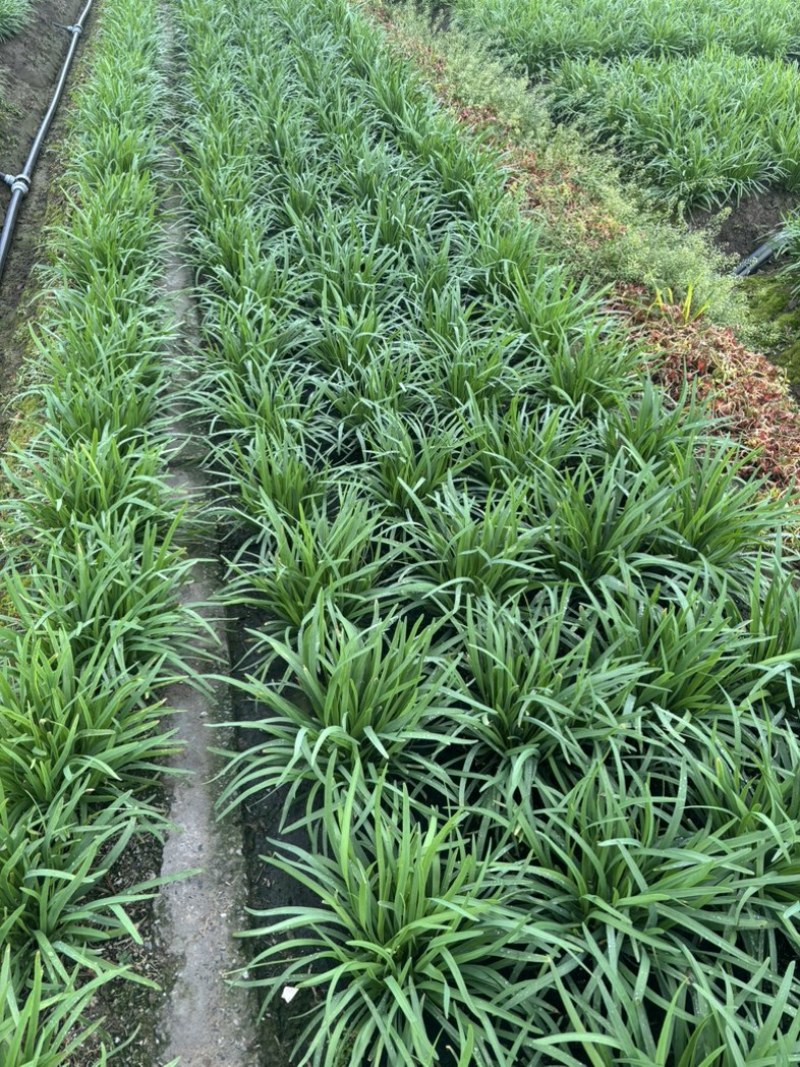 南通二年常规韭菜头刀50亩价格可议欢迎各位老板