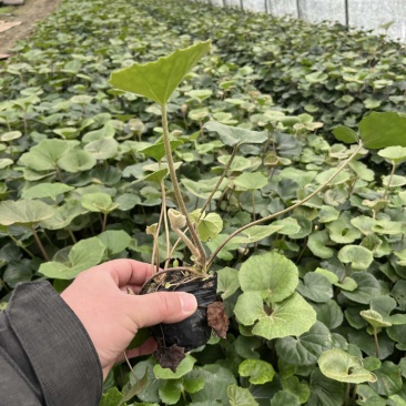 大叶吴风草小杯苗