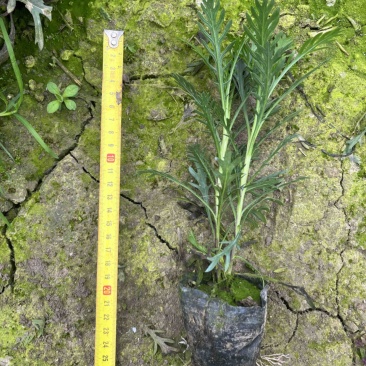 黄金菊木香菊小杯苗