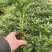 黄金菊木香菊小杯苗