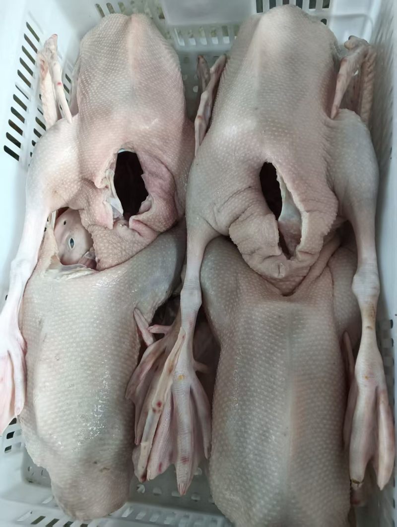 老鹅