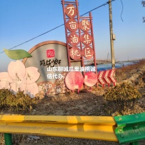 山东聊城冠县万亩大棚油桃基地诚信代办，占地果树，