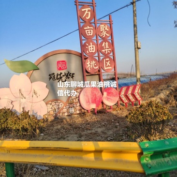 山东聊城冠县万亩大棚油桃基地诚信代办，占地果树，