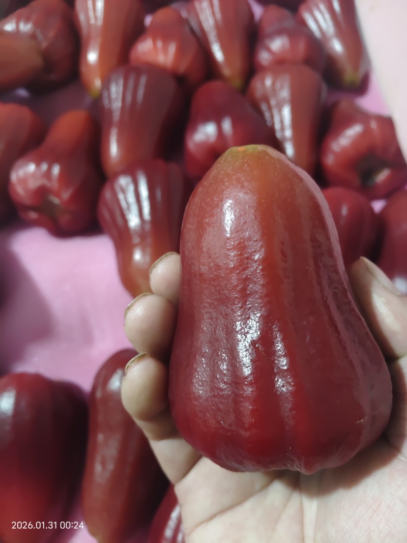 海南红宝石莲雾