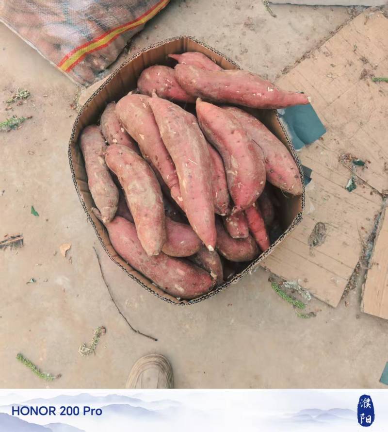 白心红薯交易基地大量供应白心商品红薯专业购销代发全国
