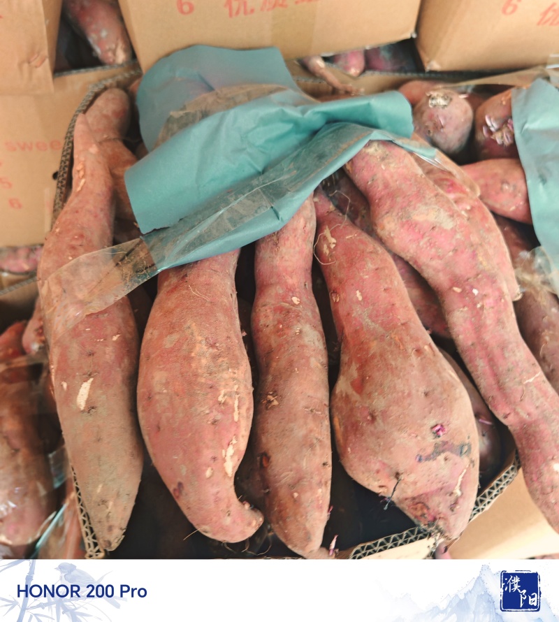 白心红薯交易基地大量供应白心商品红薯专业购销代发全国