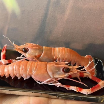 刺身深海螯虾（船冻工艺）