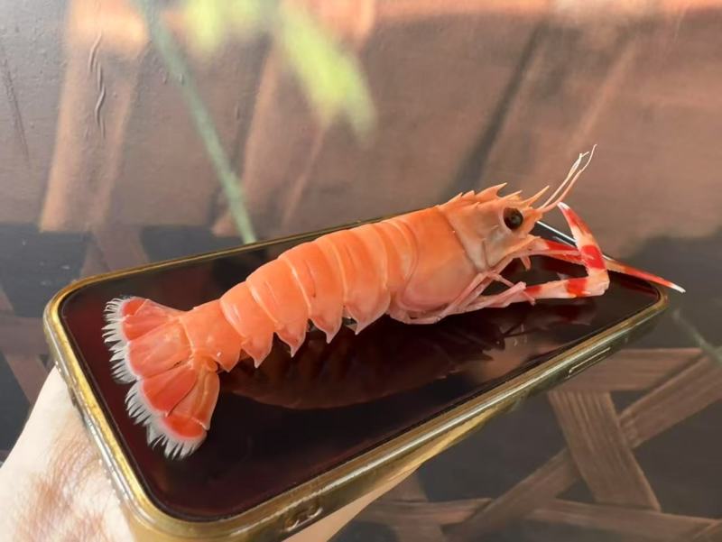 刺身深海螯虾（船冻工艺）