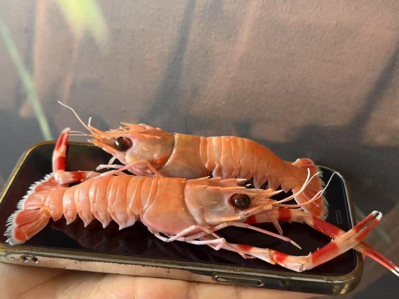 刺身深海螯虾（船冻工艺）
